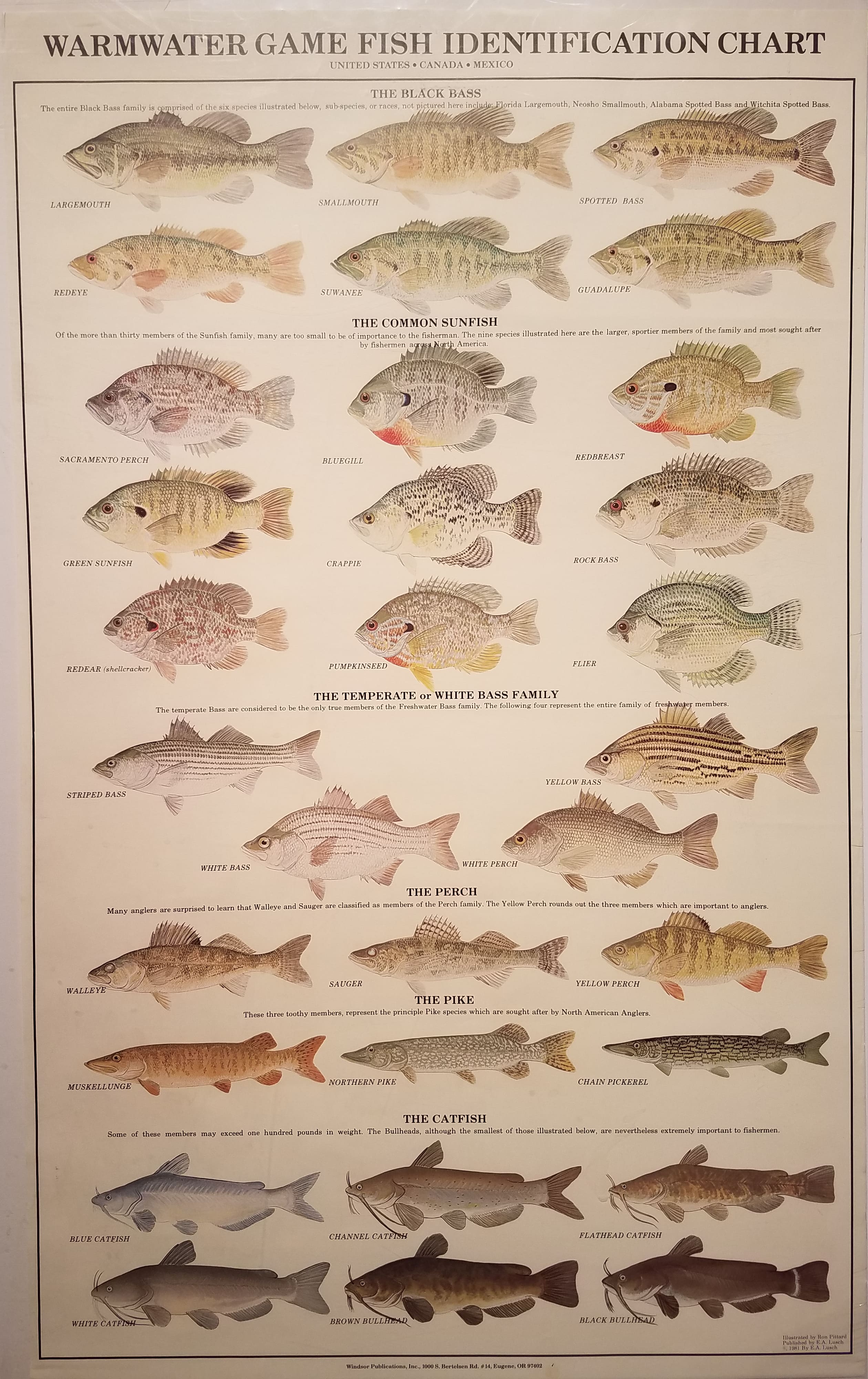Fish Identification Chart