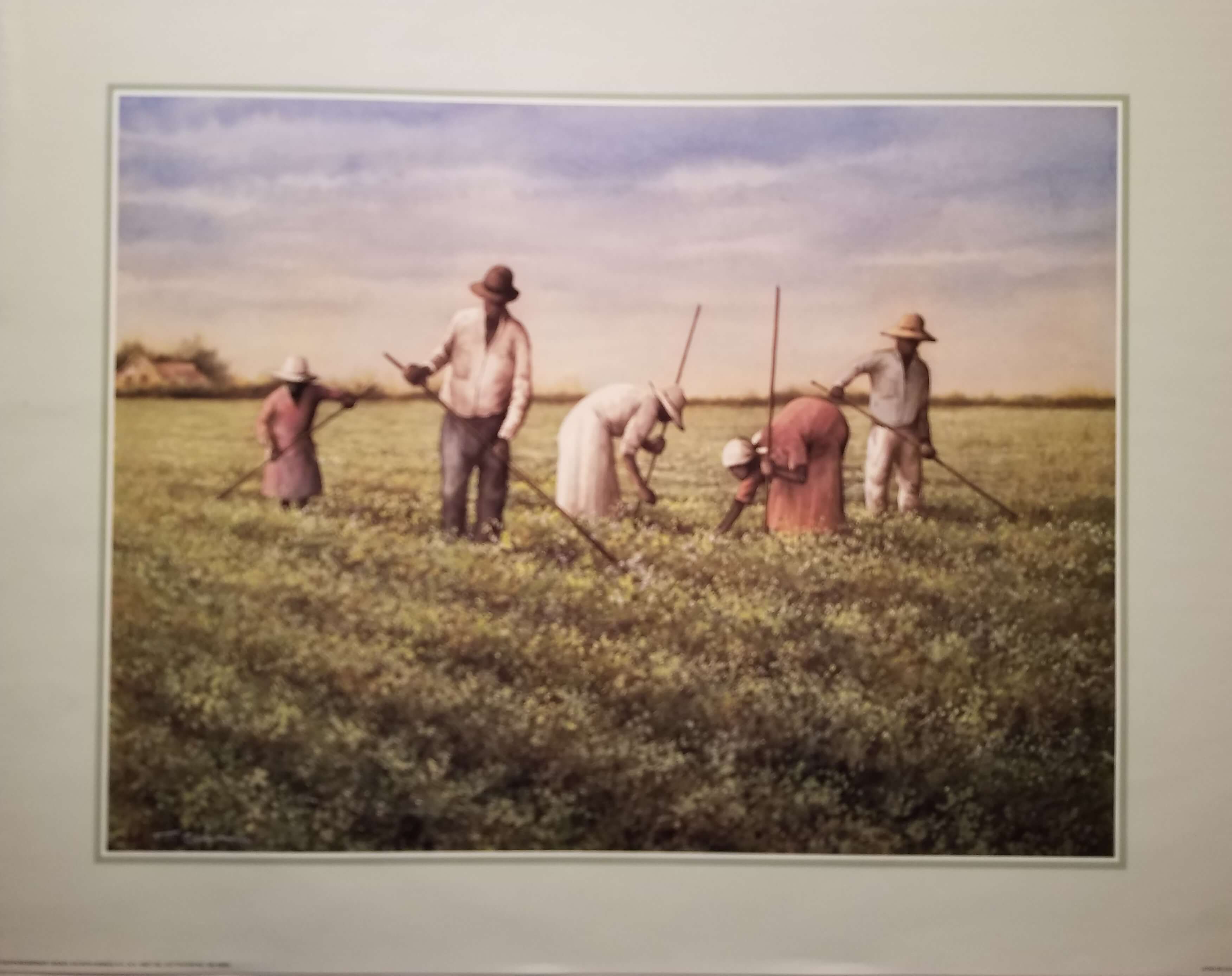 Tobacco Field  Abreu Gallery