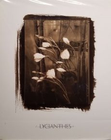 Lycianthes by Susan Friedman