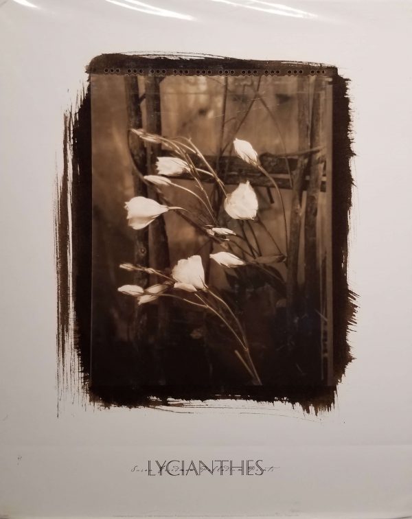 Lycianthes by Susan Friedman