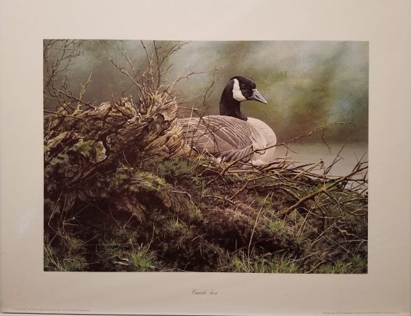 Canada Goose by Alan Hunt