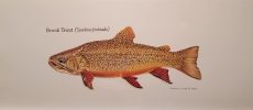 Brook Trout by Ramone Lowe