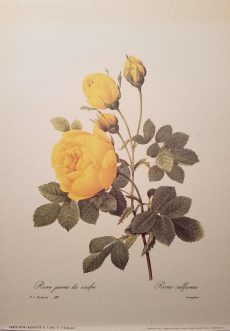 Rosa Sulfurea by Pierre-Joseph Redoute