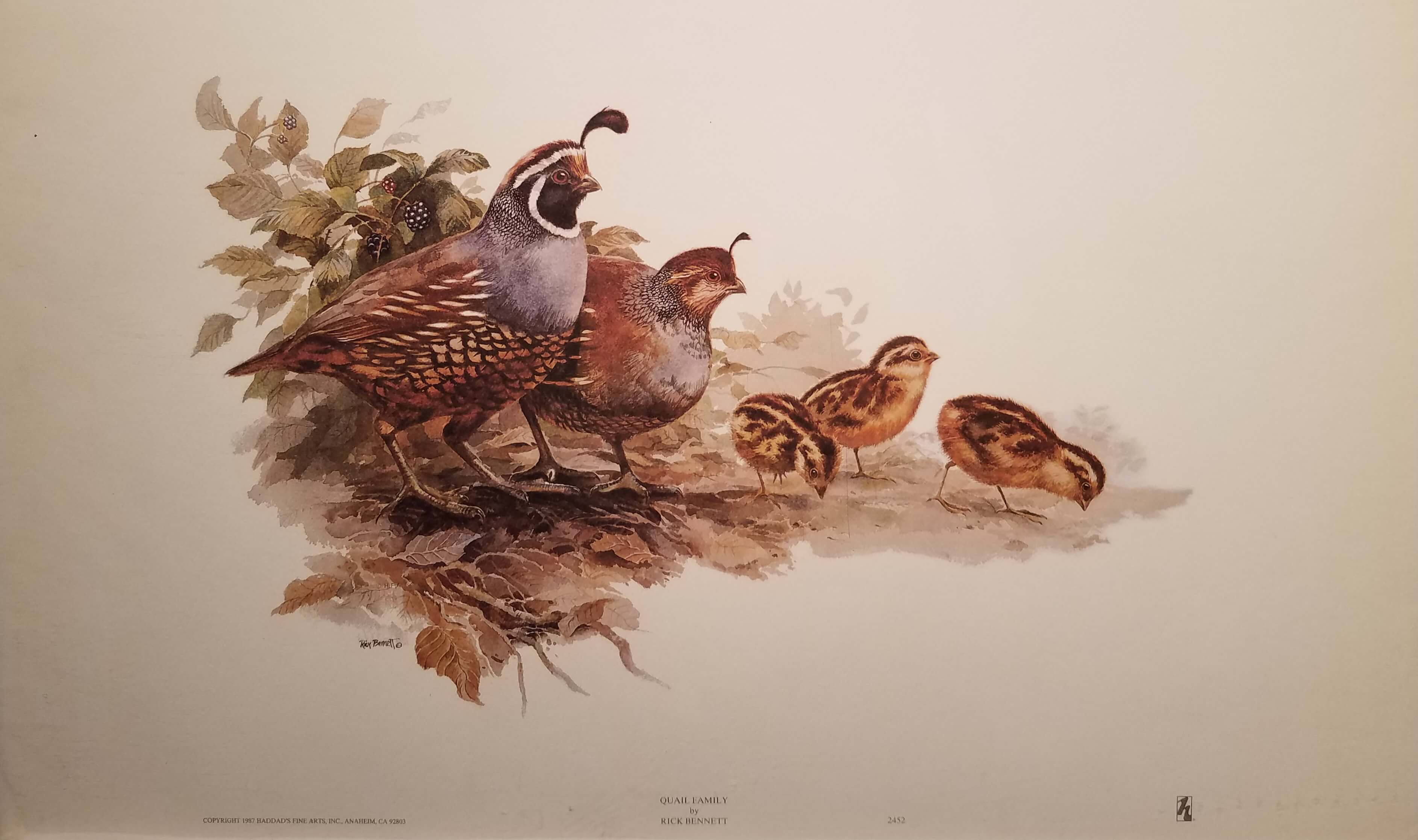 quail family drawing