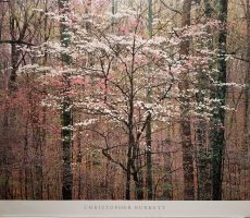 Pink and White Dogwoods by Christopher Burkett