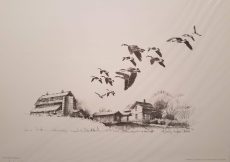 Migratory Honkers Sketch by Terry Redlin