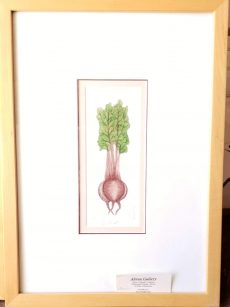 Beets by Barbara Tidwell